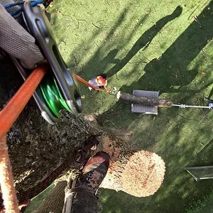 Lowering elm on "Treegoat"