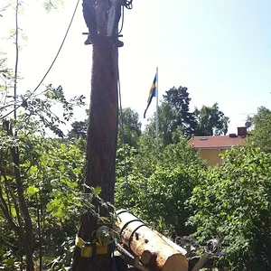 Lowering pine on the "Treegoat"