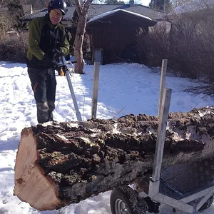 Birch in snow, traction is ok although the tires are pretty slick