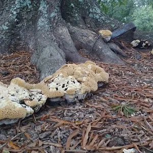 IMG_20171014_072902078