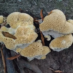 IMG_20171014_072909335