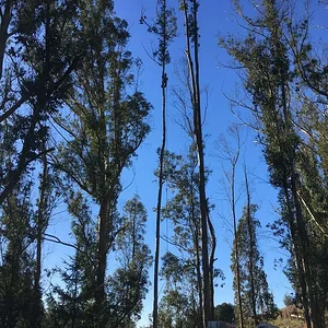 Really skinny Eucalyptus