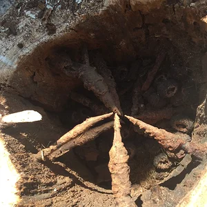 Inside a Norway Spruce