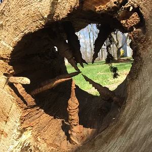 Inside a Norway Spruce