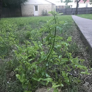 Invasive weeds in yard from tree