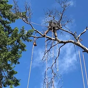 Dead Arbutus removal over tiny home