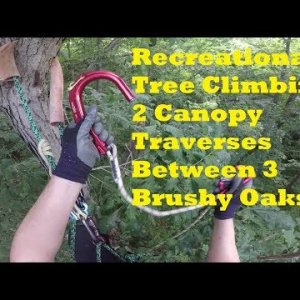 Recreational Tree Climbing: 2 canopy traverses between 3 brushy oaks