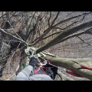 80' First Ascent in an Ancient Beech Tree - Recreational Tree Climbing