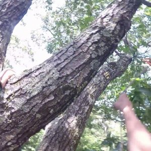 A spidery oak tree climb