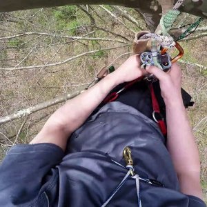 Recreational Tree Climbing: Sycamore Saunter