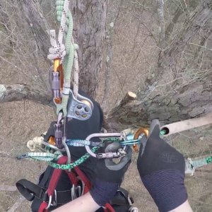 Tree Climb 03252017