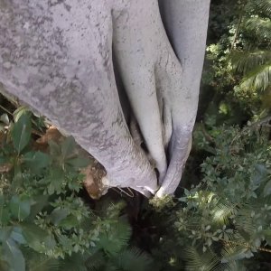 Tree Climbing on the Mid North coast