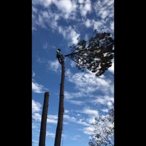 TREE CLIMBING TREE REMOVAL TREE FELLING GLORIES & FAILS FROM 2018