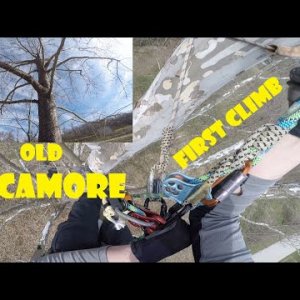 First Climb in an Old Sycamore _ Recreational Tree Climbing