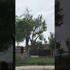 Cottonwood controlled speedline