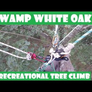 Swamp White Oak Recreational Tree Climb With A Friend