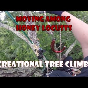 Moving Among Honey Locusts Traversing and Recreational Tree Climbing