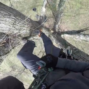 First Ascent in a Shingle Oak_Recreational Tree Climbing