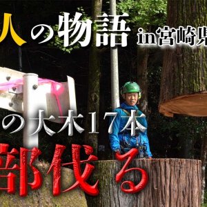 Felling giant trees dwelled by Shinto Gods. 40m tall 17 trees with 80t Crane.