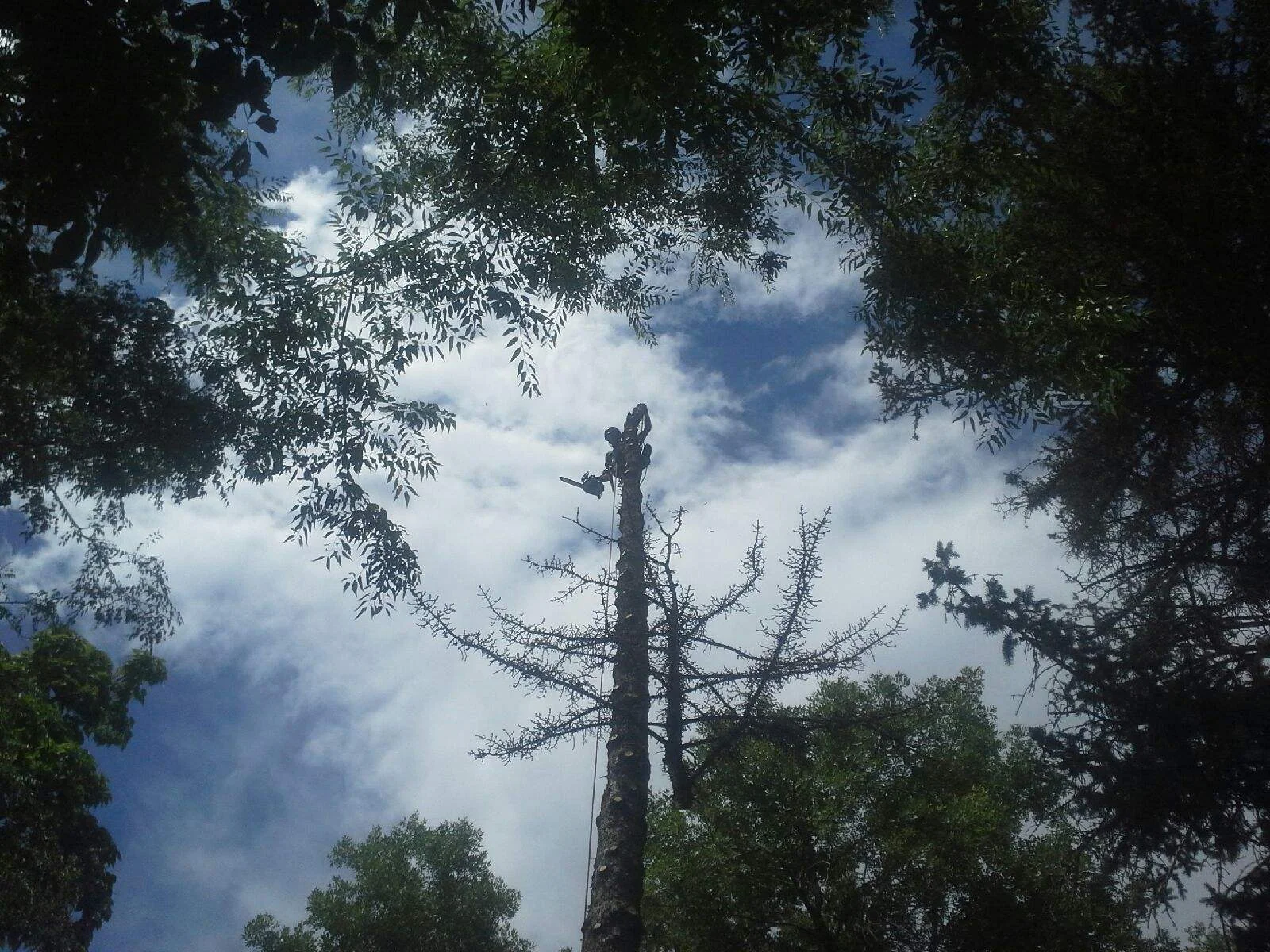 Bring out your dead!