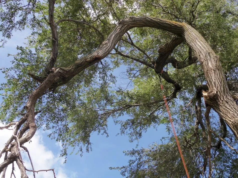 Gnarly old Siberian Elm
