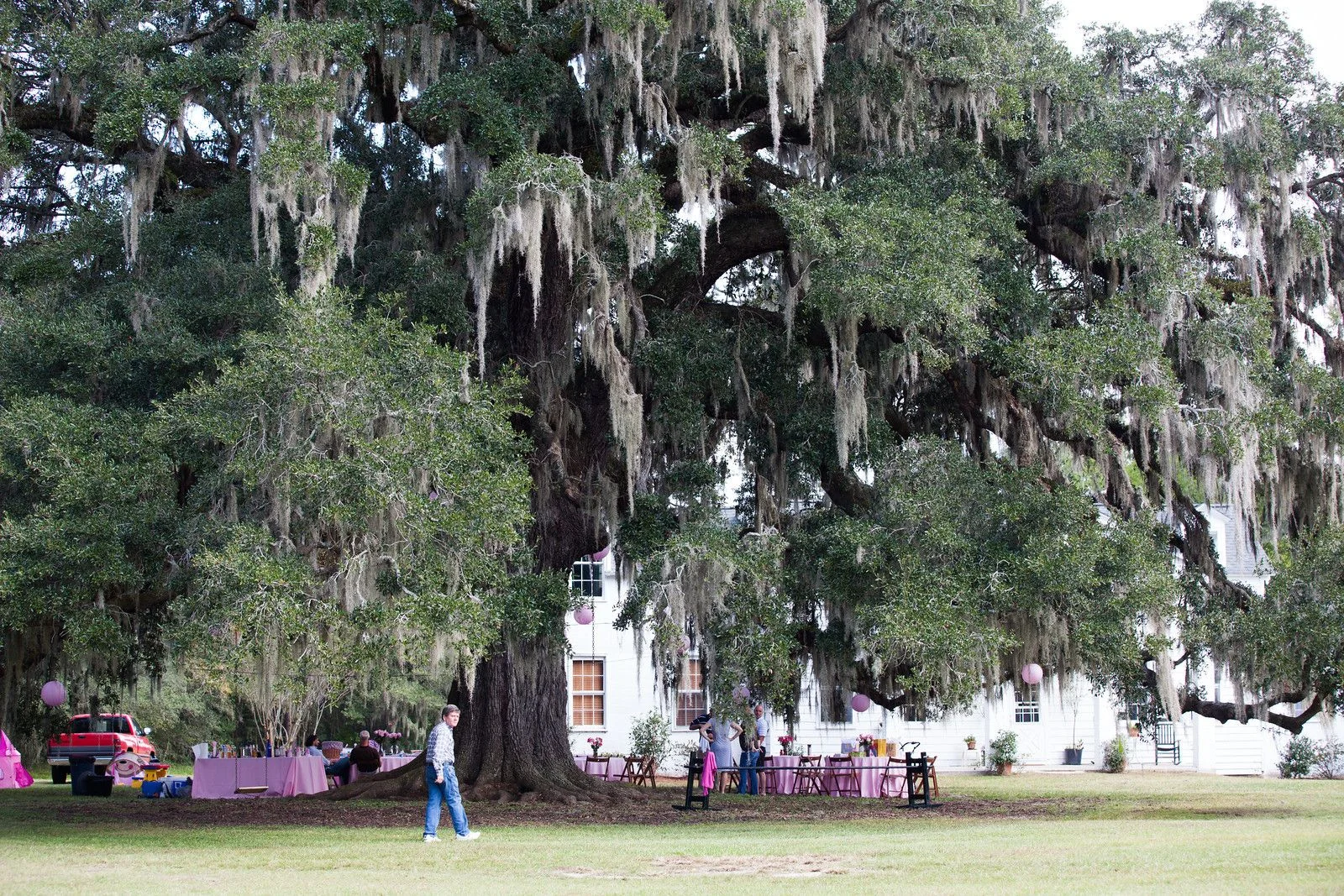 Live Oak 2