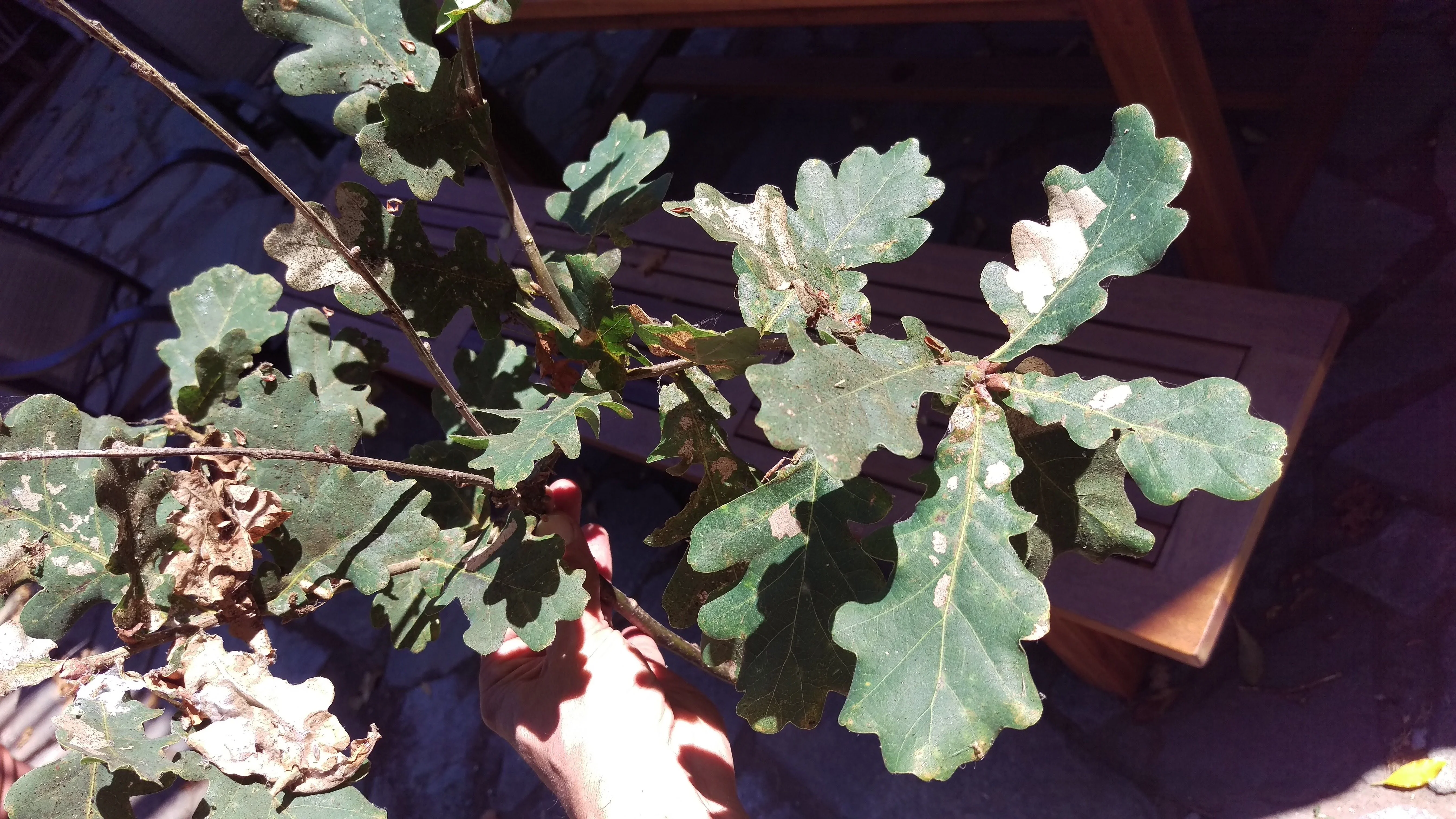 Valleyoakanthracnose?